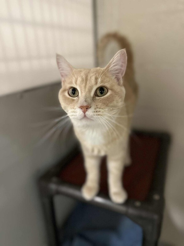 Picture of the Animal Listed