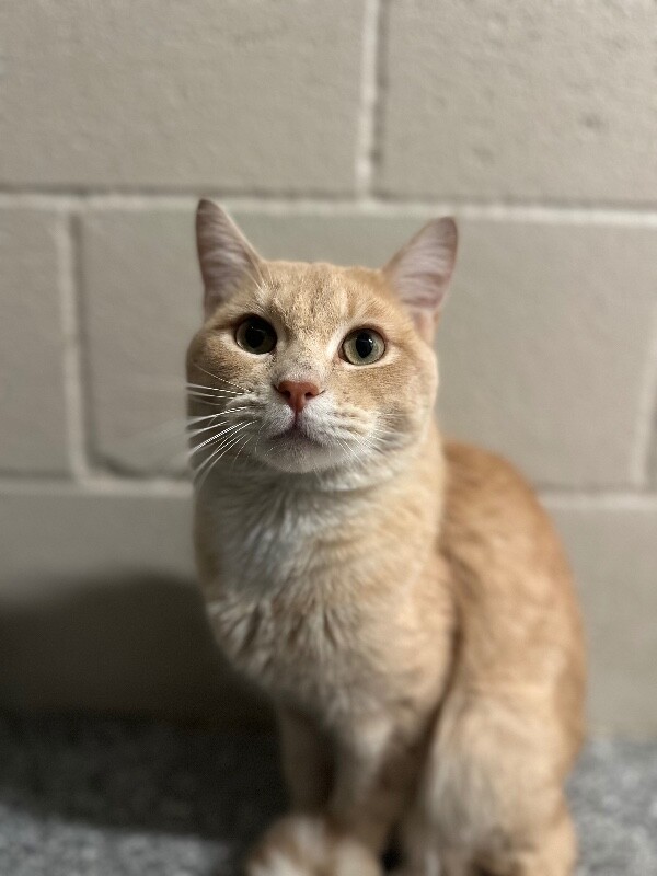 Picture of the Animal Listed