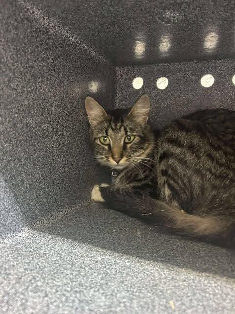 Picture of the Animal Listed