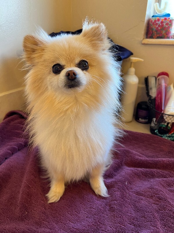 Picture of the Animal Listed