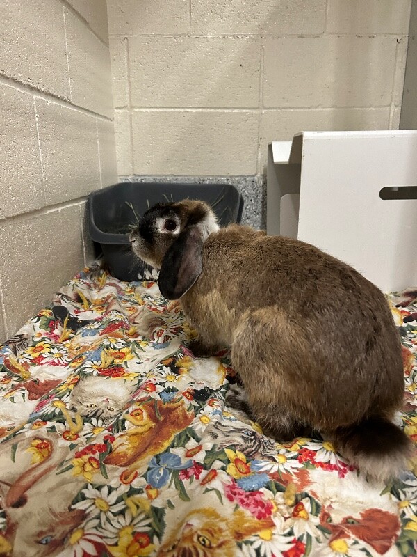 Picture of the Animal Listed