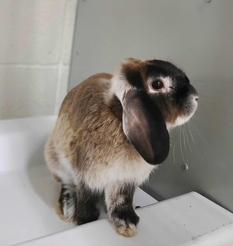 Picture of the Animal Listed