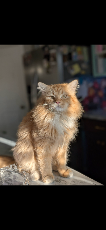 Picture of the Animal Listed