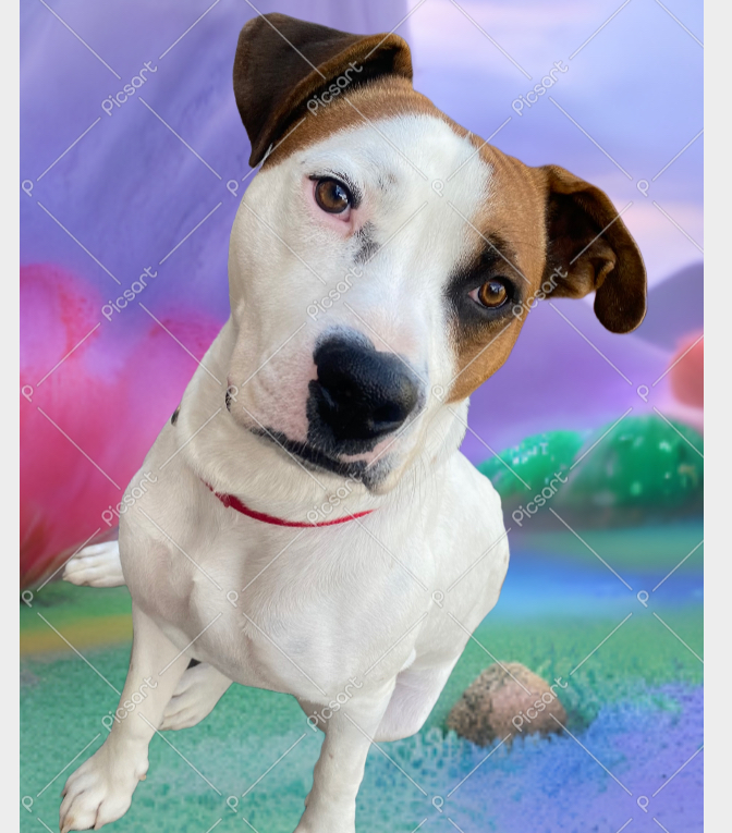 Picture of the Animal Listed