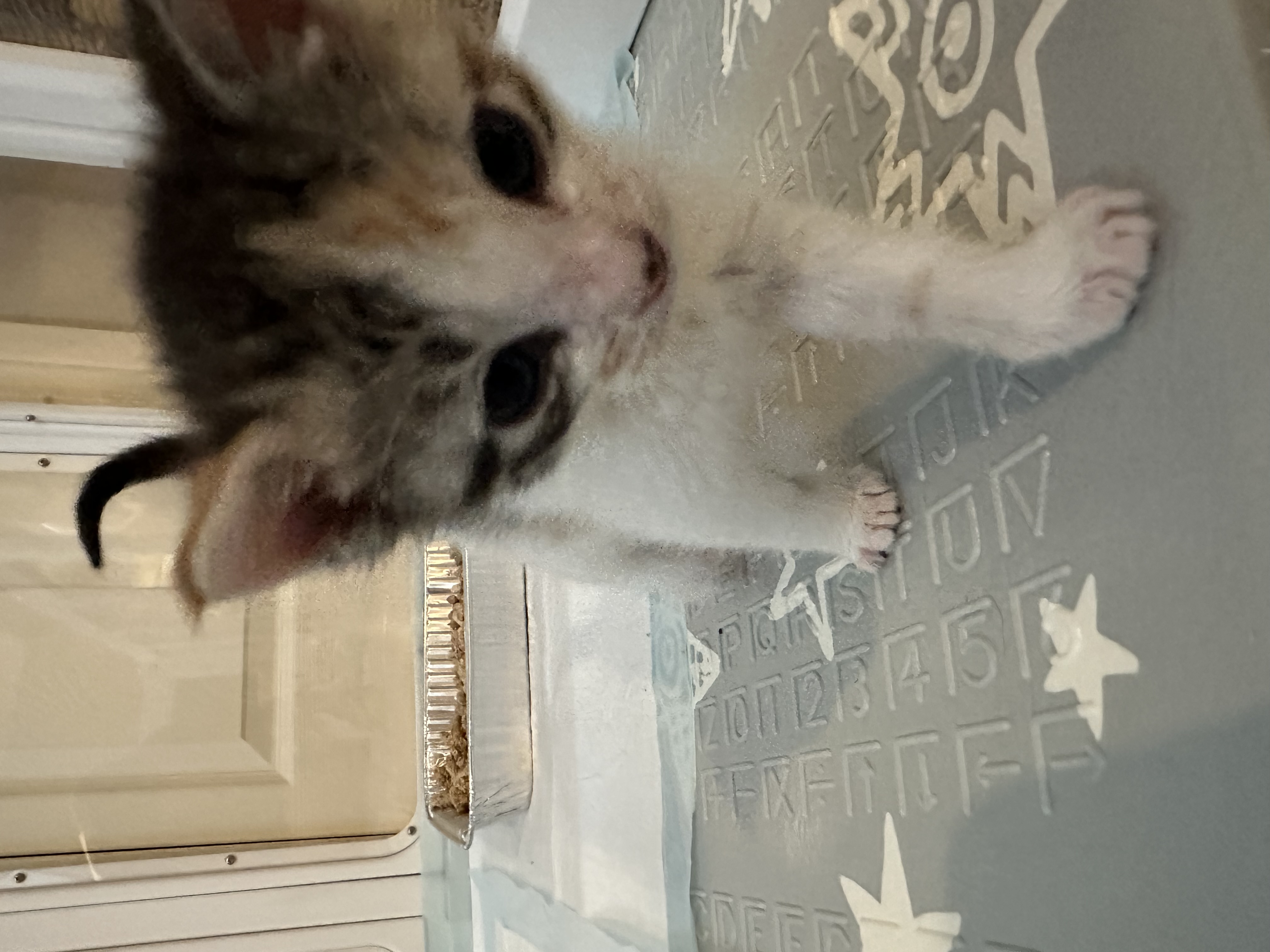Picture of the Animal Listed