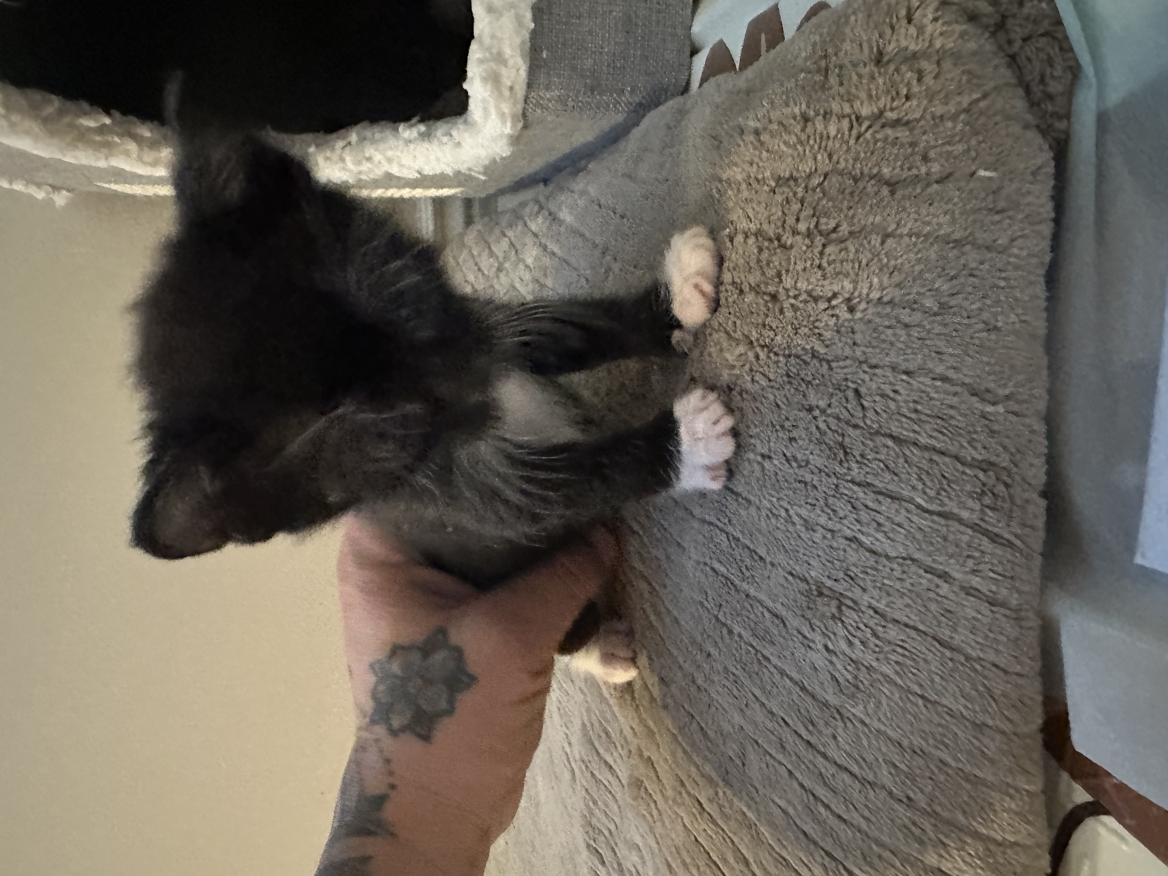 Picture of the Animal Listed