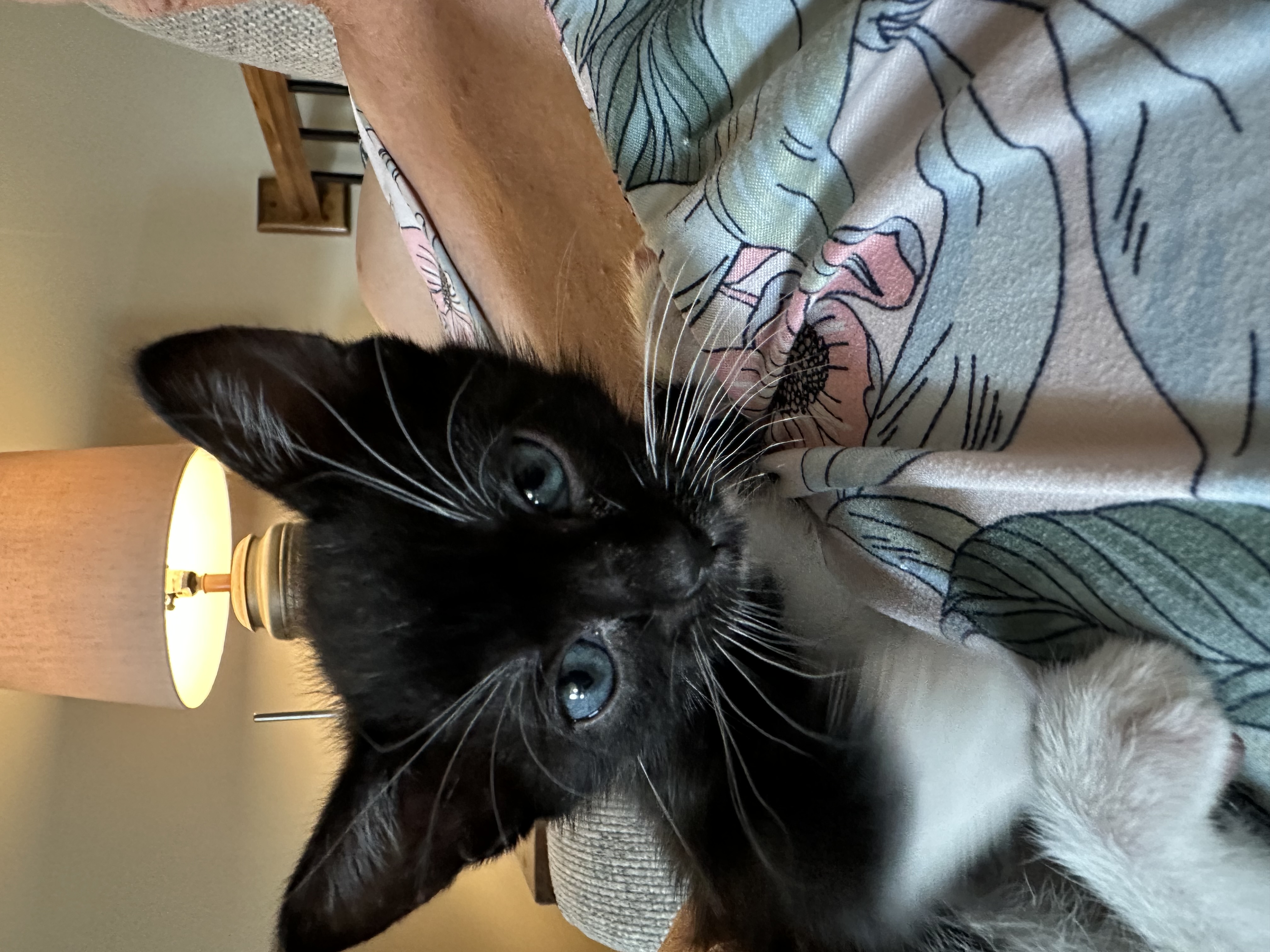 Picture of the Animal Listed