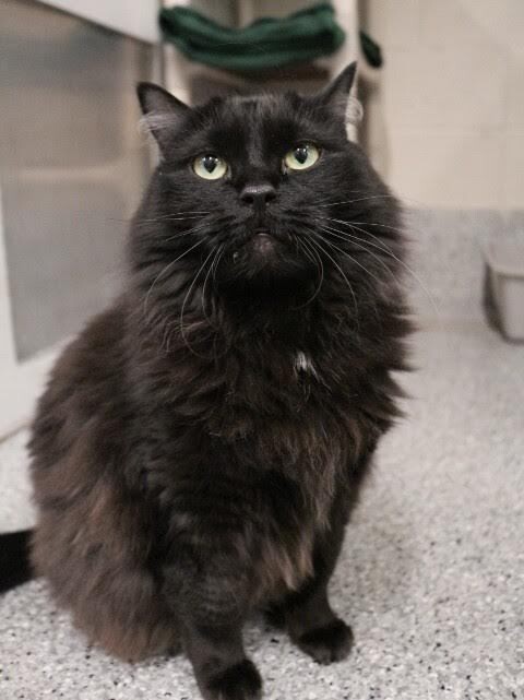 Picture of the Animal Listed