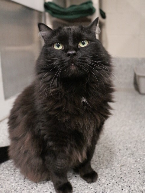 Picture of the Animal Listed