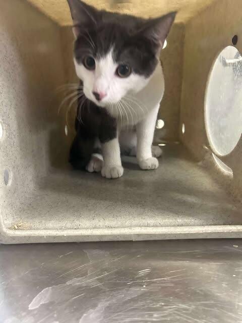 Picture of the Animal Listed