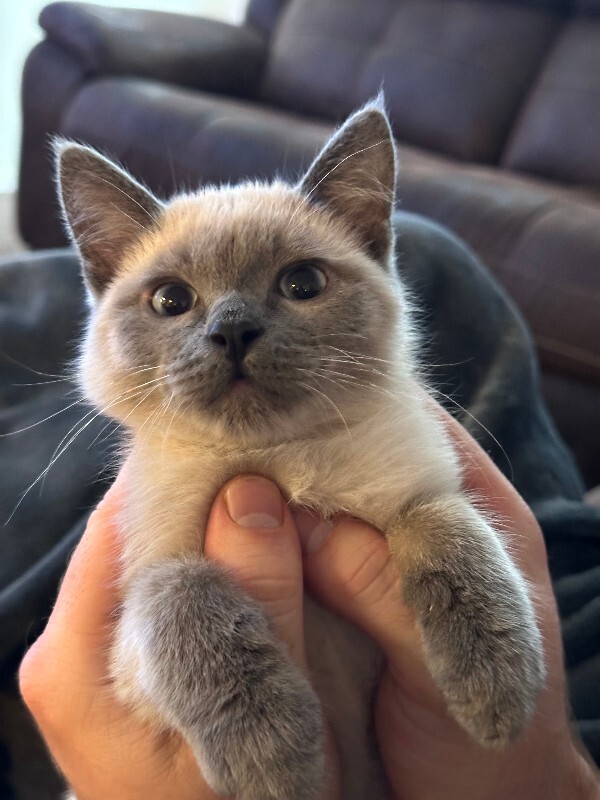 Picture of the Animal Listed