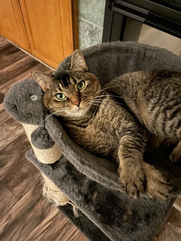 Picture of the Animal Listed