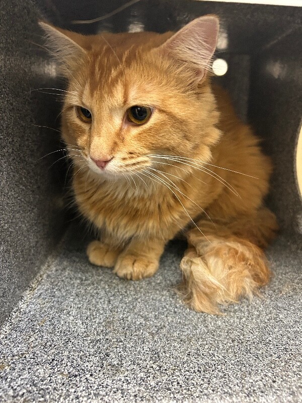 Picture of the Animal Listed