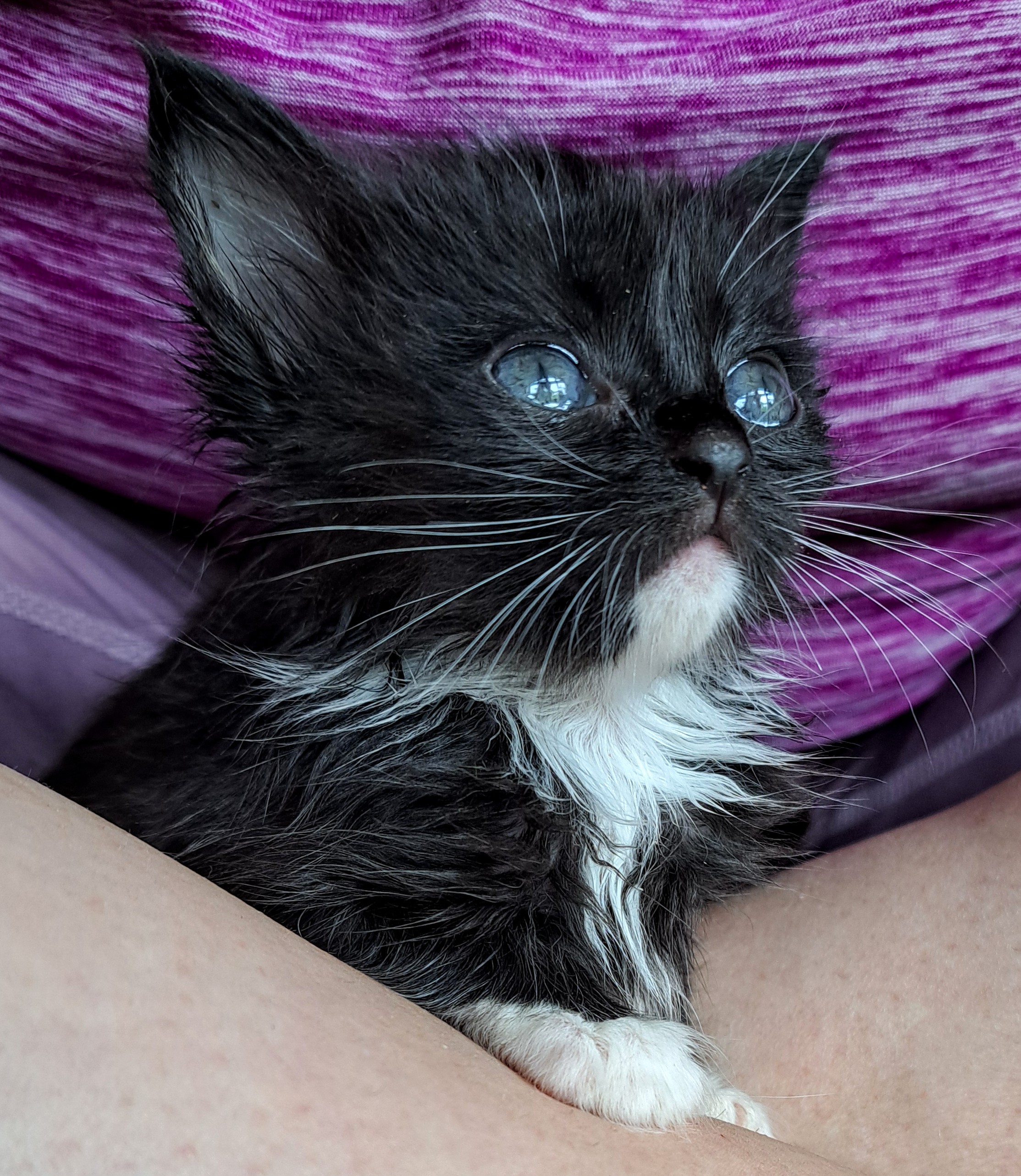 Picture of the Animal Listed