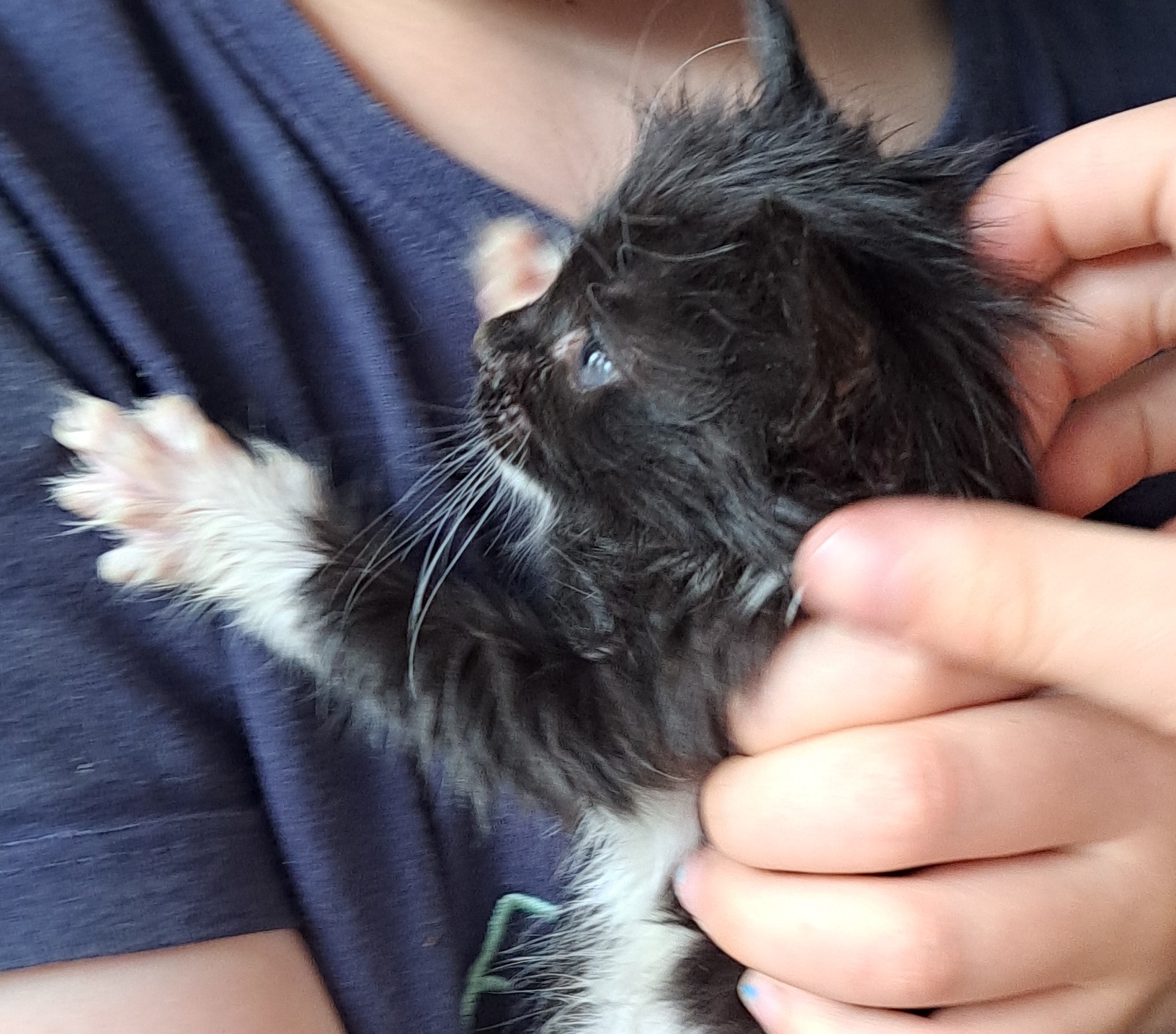 Picture of the Animal Listed