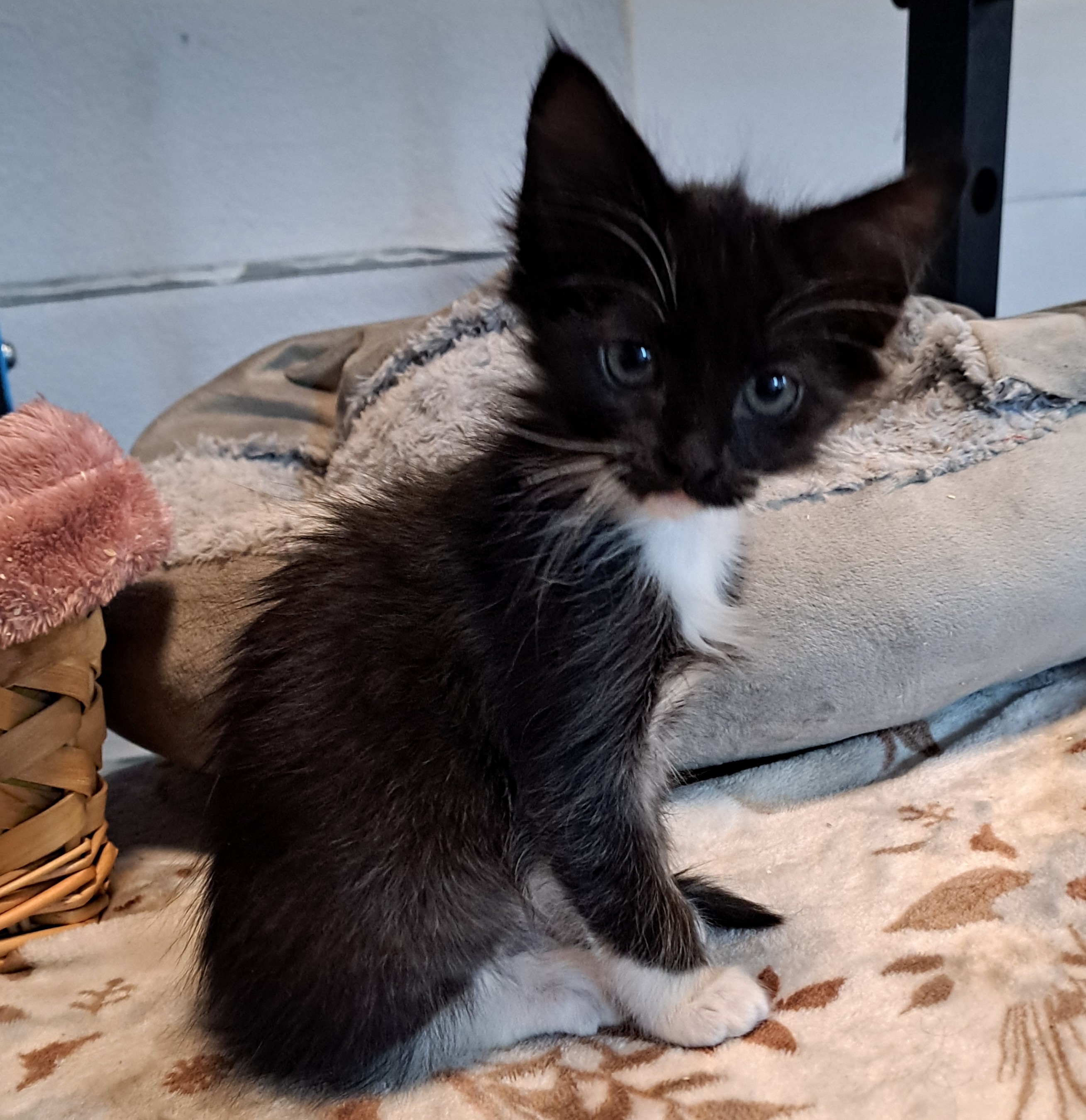 Picture of the Animal Listed