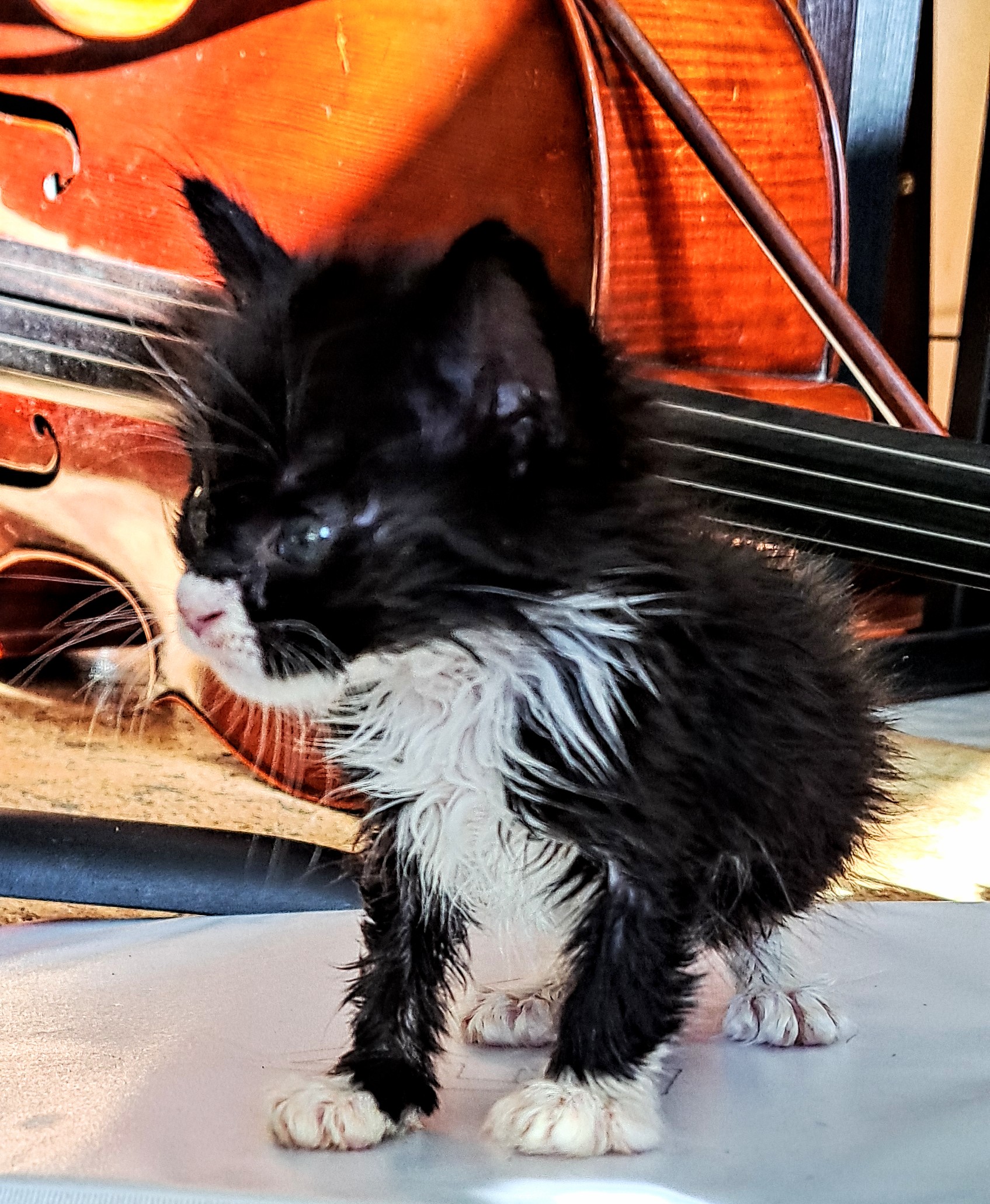 Picture of the Animal Listed