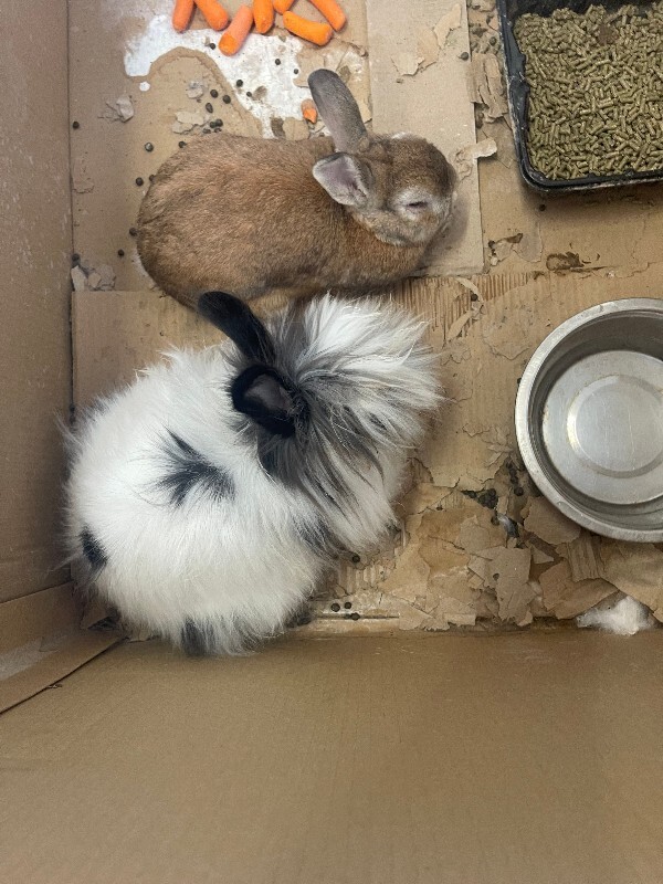 Picture of the Animal Listed