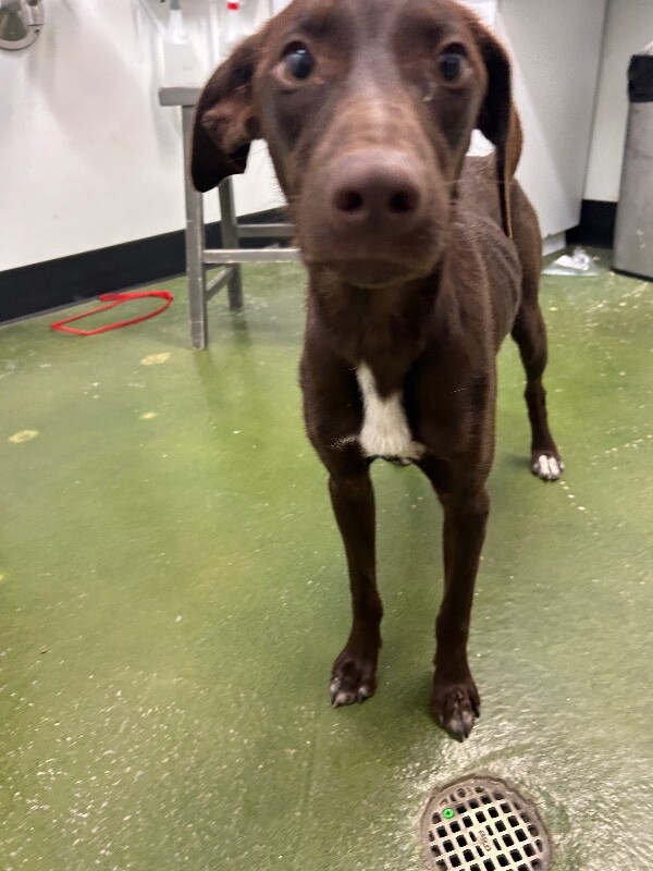 Picture of the Animal Listed