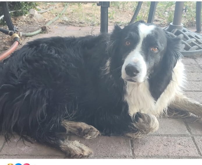 Picture of the Animal Listed