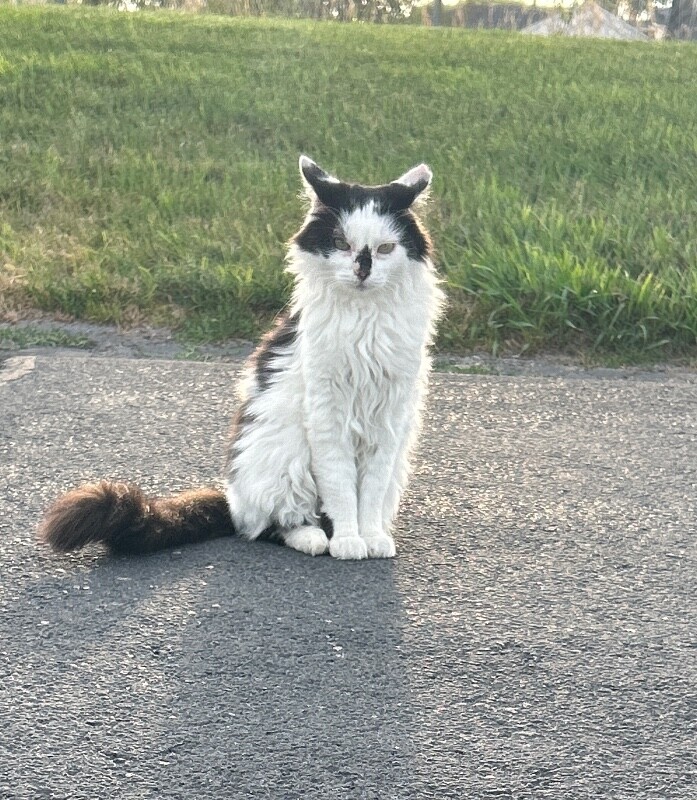 Picture of the Animal Listed