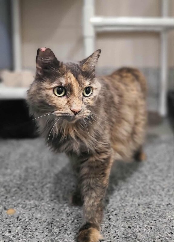 Picture of the Animal Listed