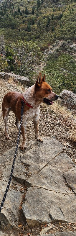Picture of the Animal Listed
