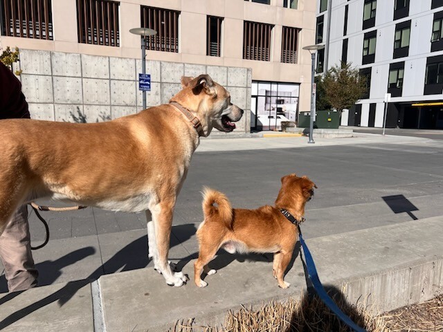 Picture of the Animal Listed