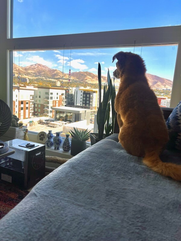 Picture of the Animal Listed