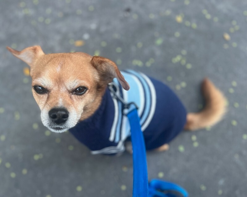 Picture of the Animal Listed