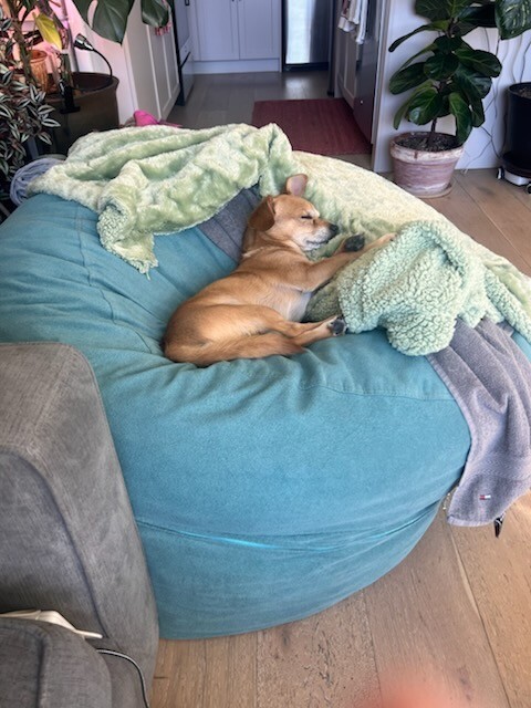 Picture of the Animal Listed