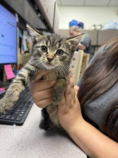 Picture of the Animal Listed