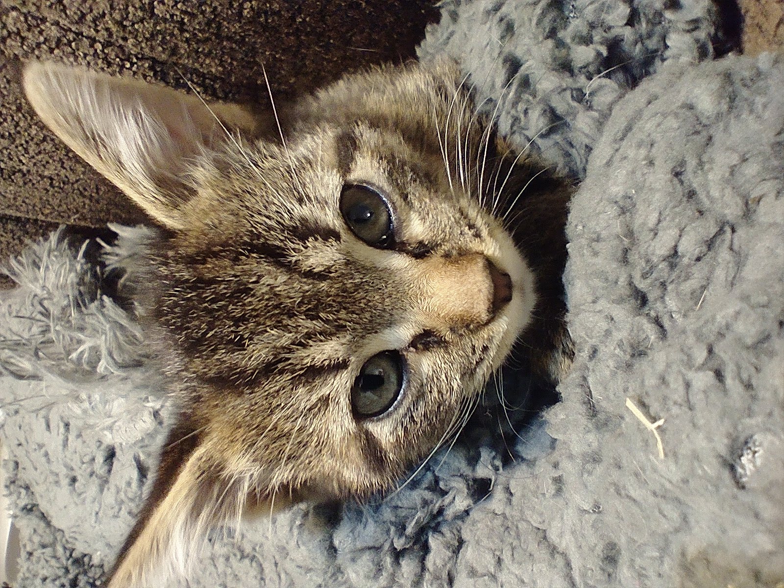Picture of the Animal Listed