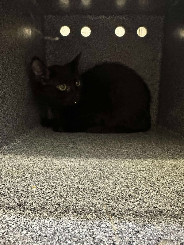 Picture of the Animal Listed