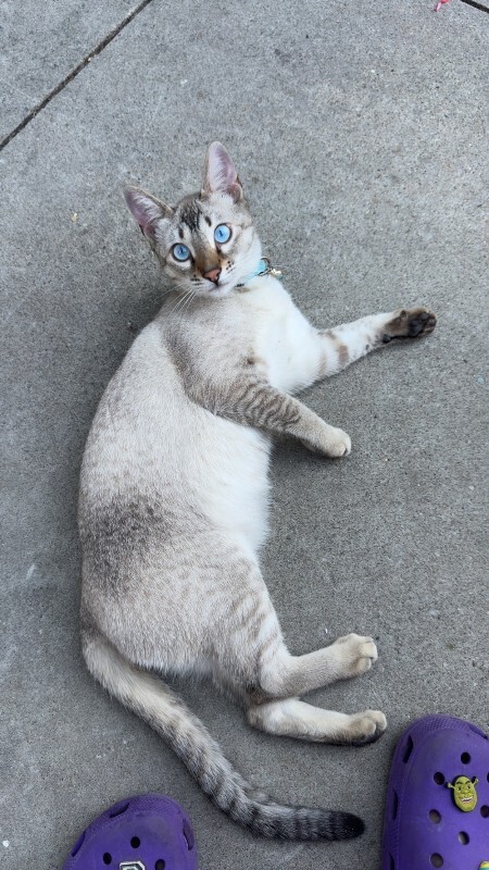 Picture of the Animal Listed