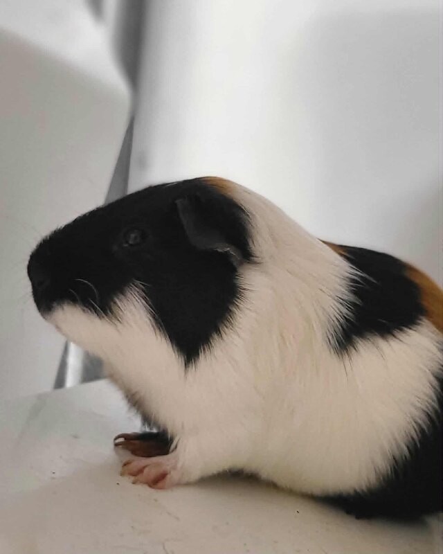 Picture of the Animal Listed