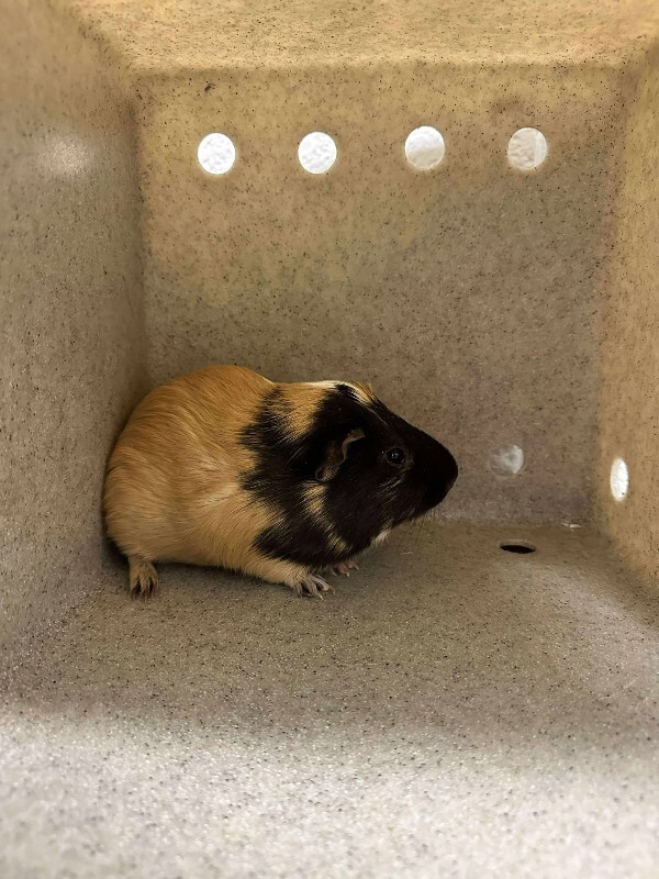 Picture of the Animal Listed