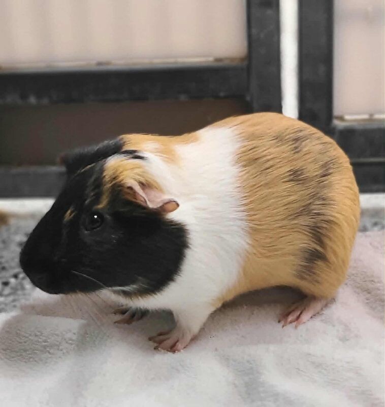 Picture of the Animal Listed