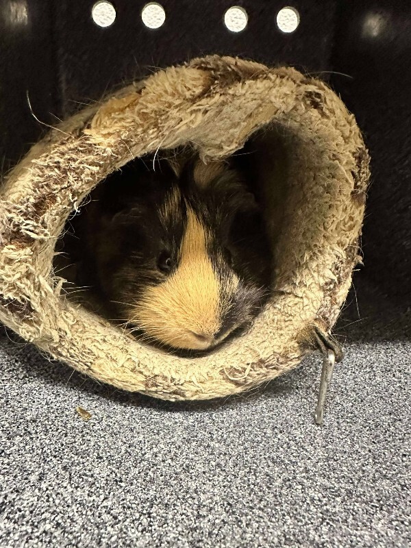 Picture of the Animal Listed