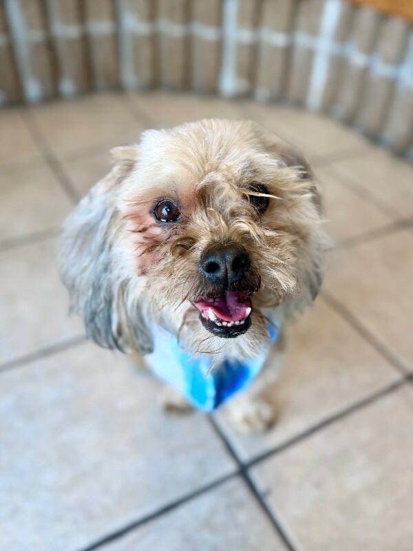 Picture of the Animal Listed
