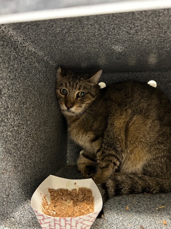 Picture of the Animal Listed