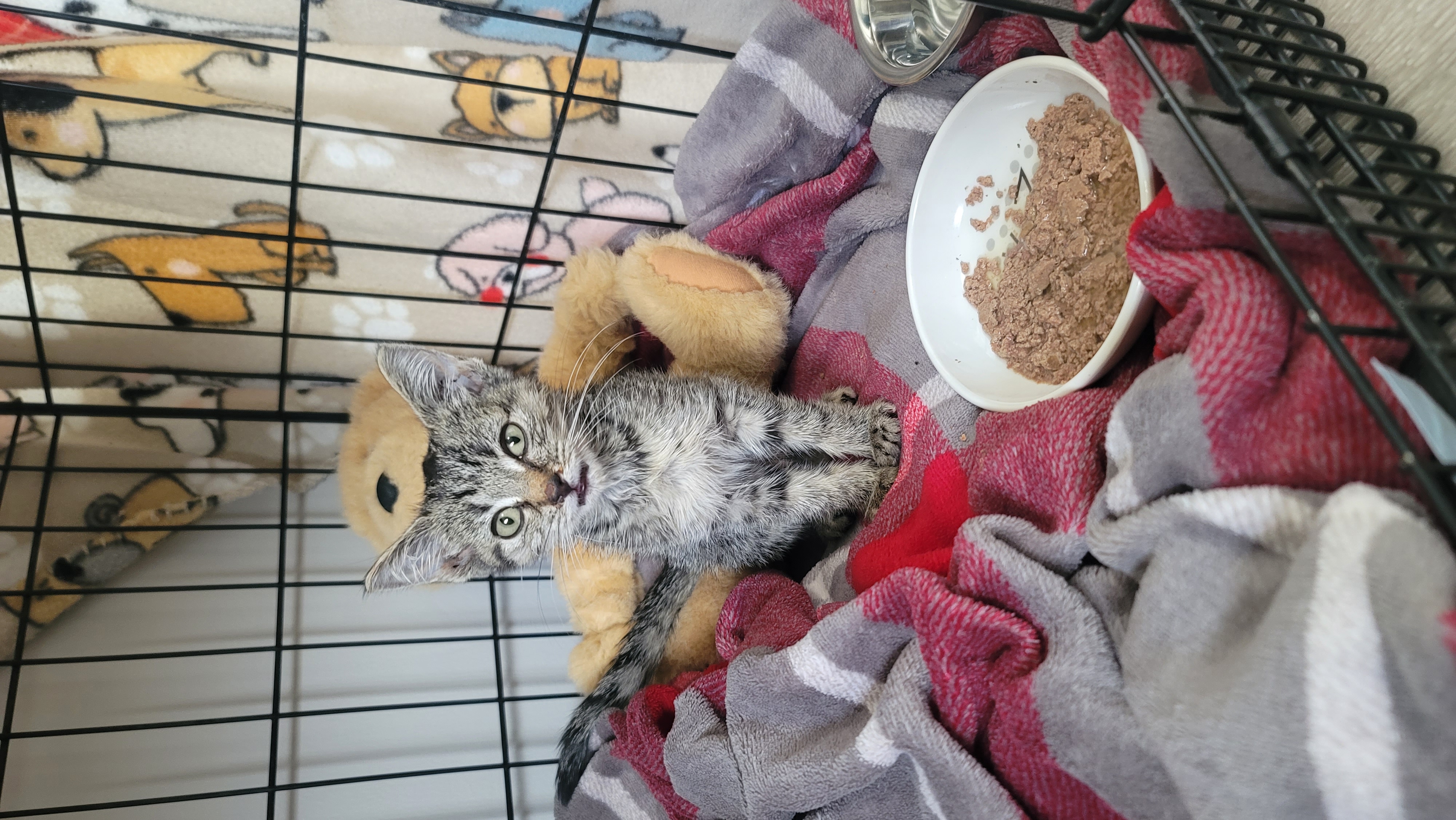 Picture of the Animal Listed