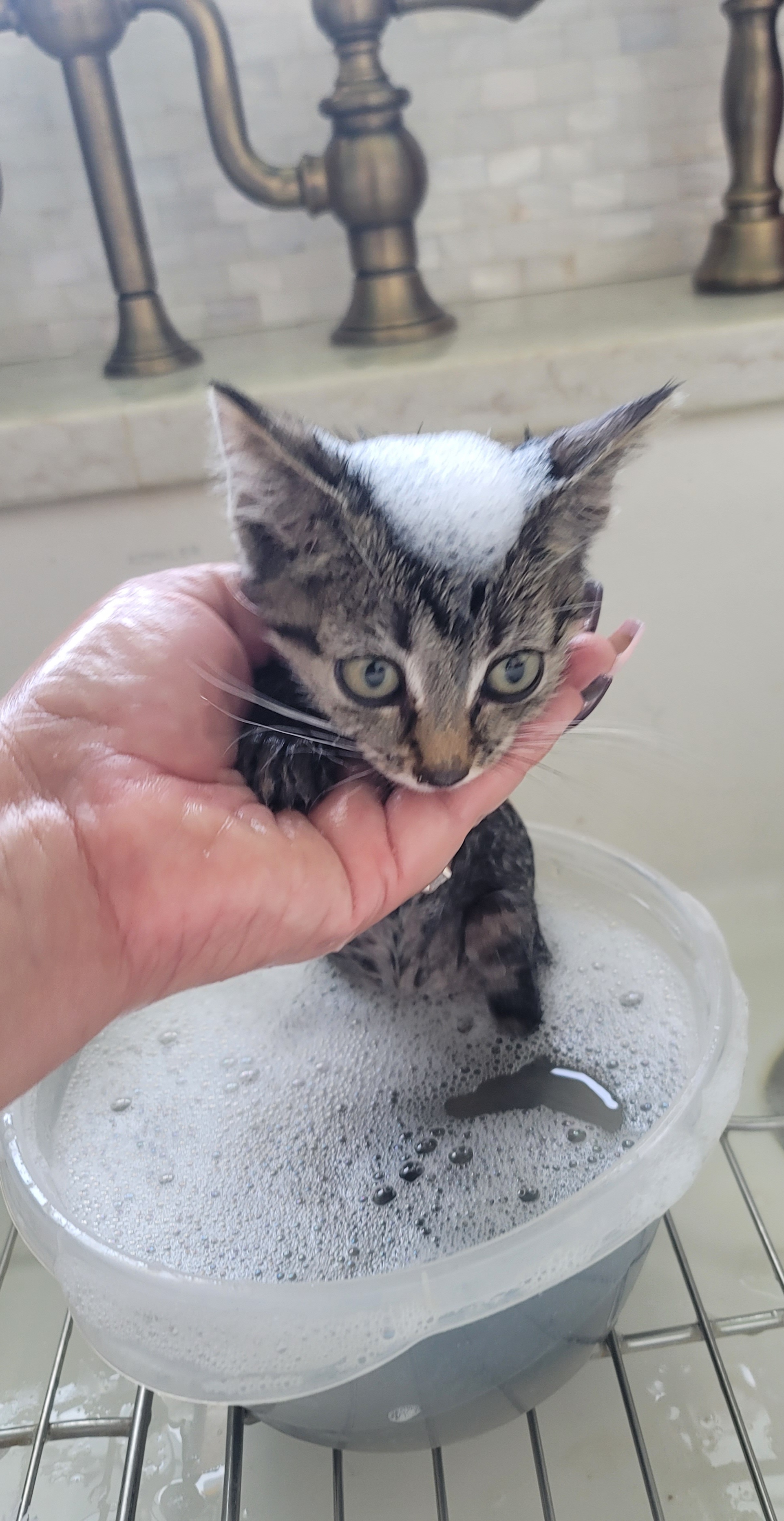 Picture of the Animal Listed