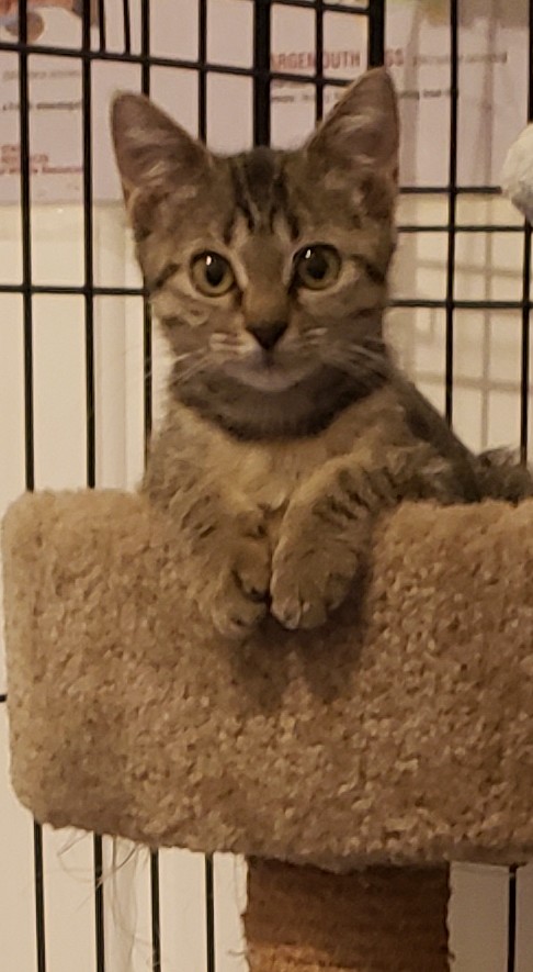 Picture of the Animal Listed