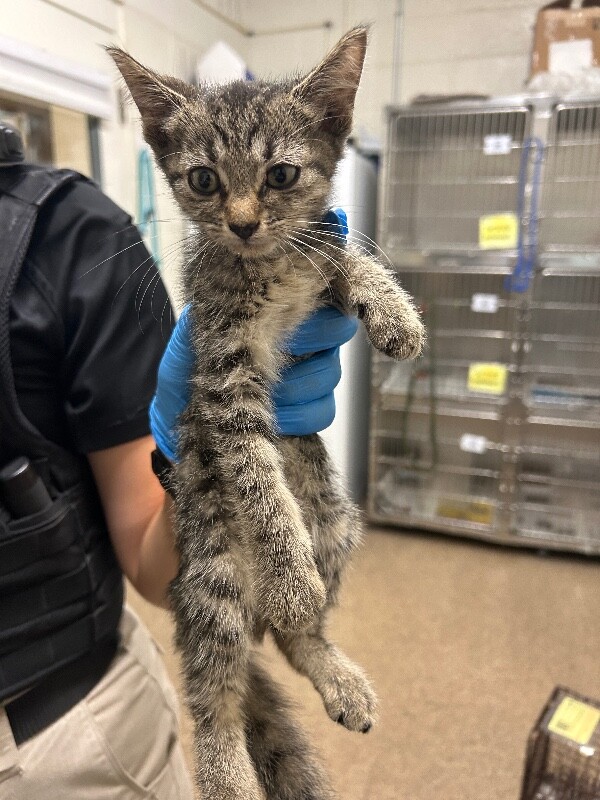 Picture of the Animal Listed