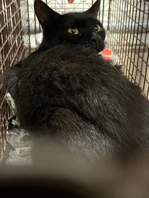 Picture of the Animal Listed