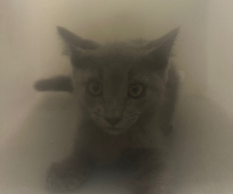 Picture of the Animal Listed