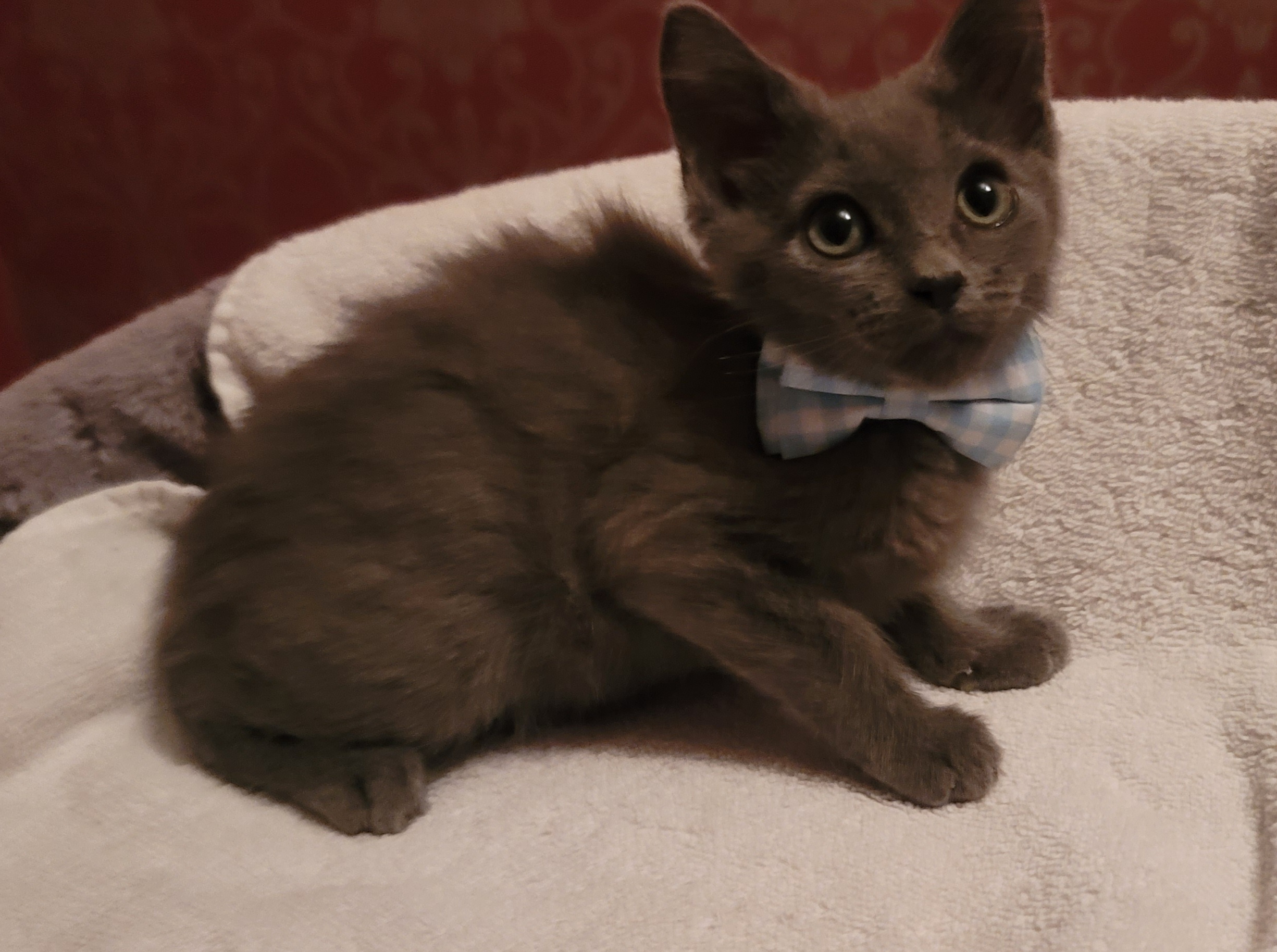 Picture of the Animal Listed