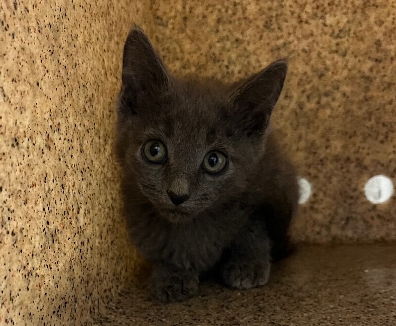Picture of the Animal Listed