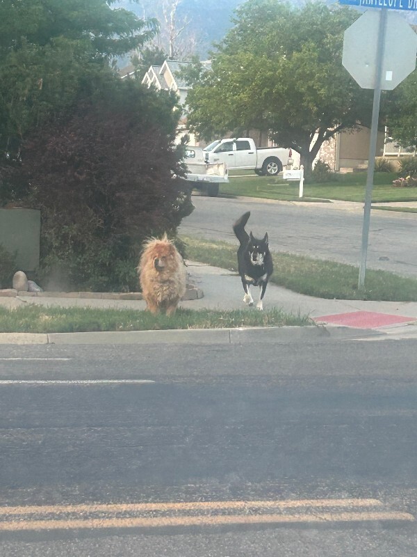 Picture of the Animal Listed